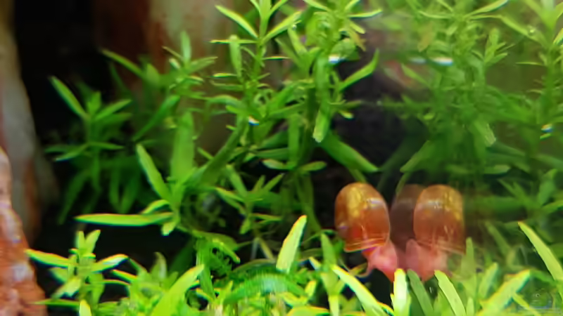 Aquarium Garnelenpfütze von Pangolyn (22)