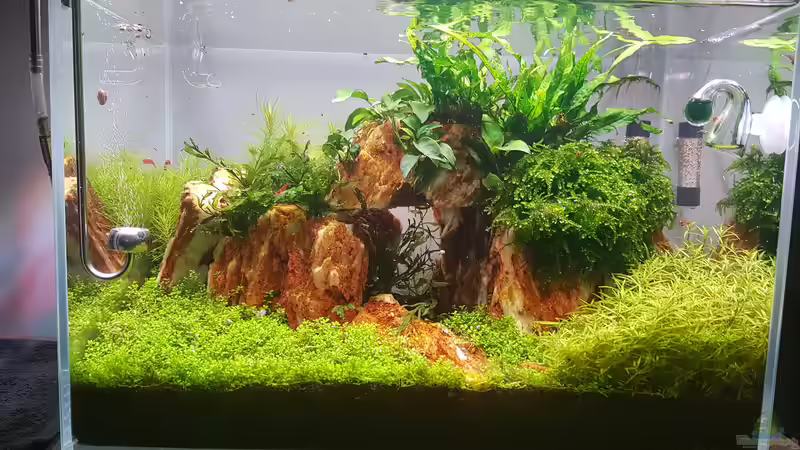 Aquarium Garnelenpfütze von Pangolyn (23)