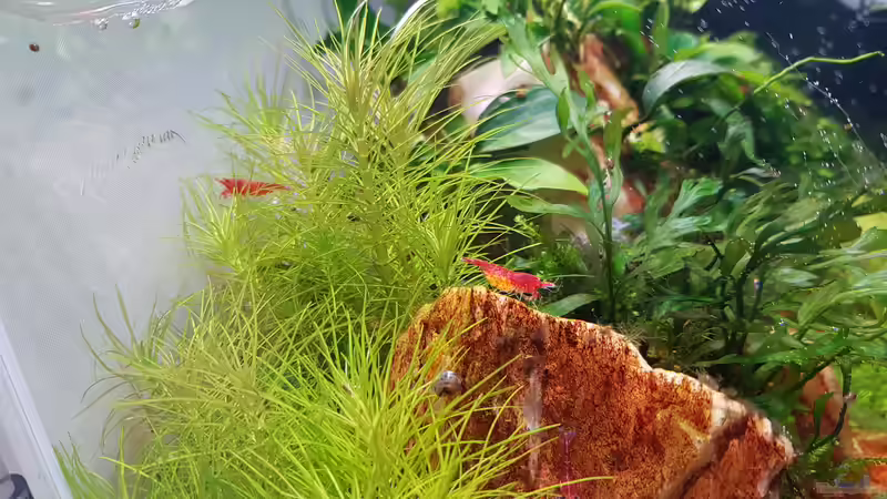 Aquarium Garnelenpfütze von Pangolyn (24)