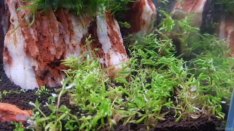 Aquarium Garnelenpfütze von Pangolyn (25)