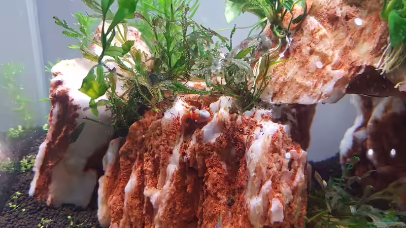 Aquarium Garnelenpfütze von Pangolyn (28)