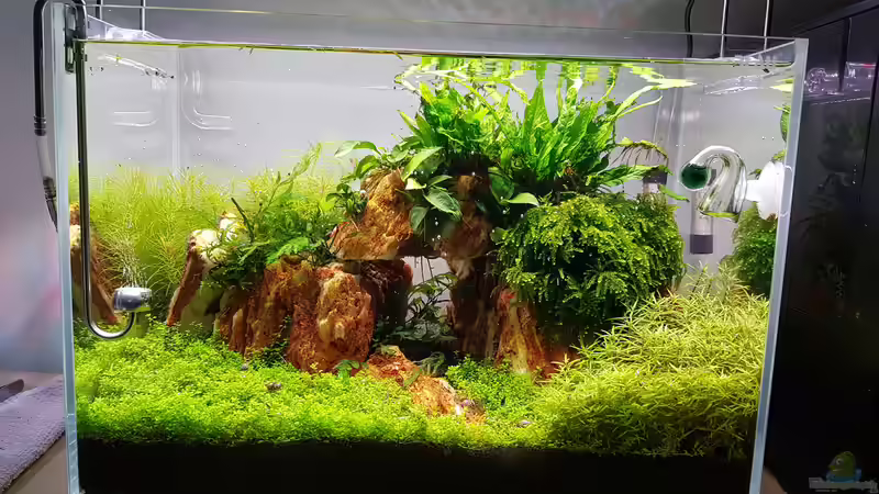 Aquarium Garnelenpfütze von Pangolyn (29)