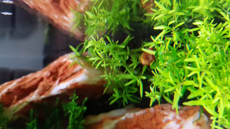 Aquarium Garnelenpfütze von Pangolyn (31)