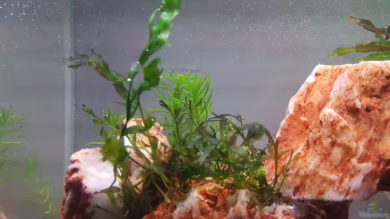 Aquarium Garnelenpfütze von Pangolyn (33)