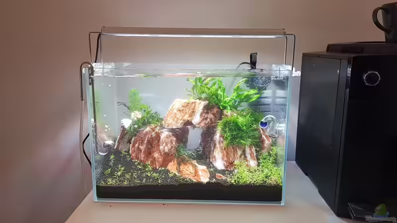 Aquarium Garnelenpfütze von Pangolyn (4)