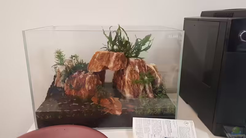 Aquarium Garnelenpfütze von Pangolyn (5)