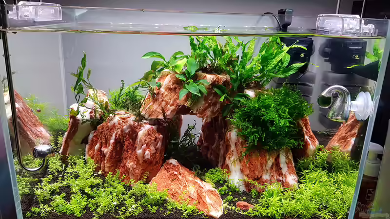 Aquarium Garnelenpfütze von Pangolyn (7)