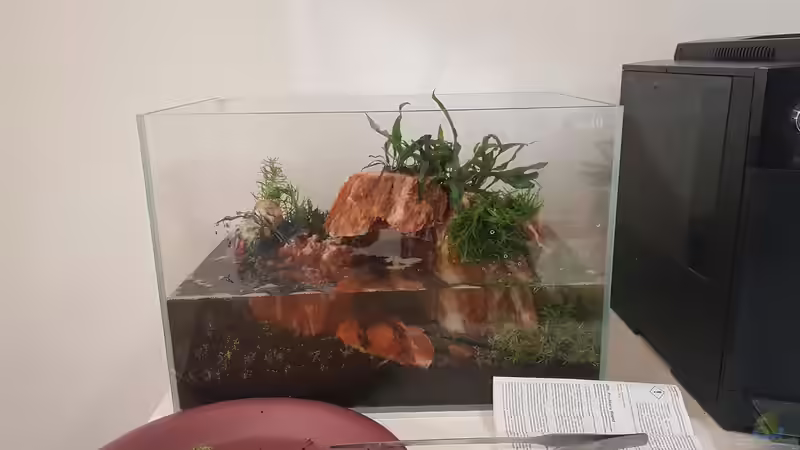 Aquarium Garnelenpfütze von Pangolyn (8)