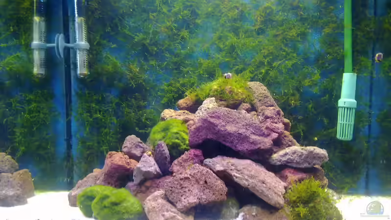 Aquarium Garnelentraum in 120 Litern von Poker (3)