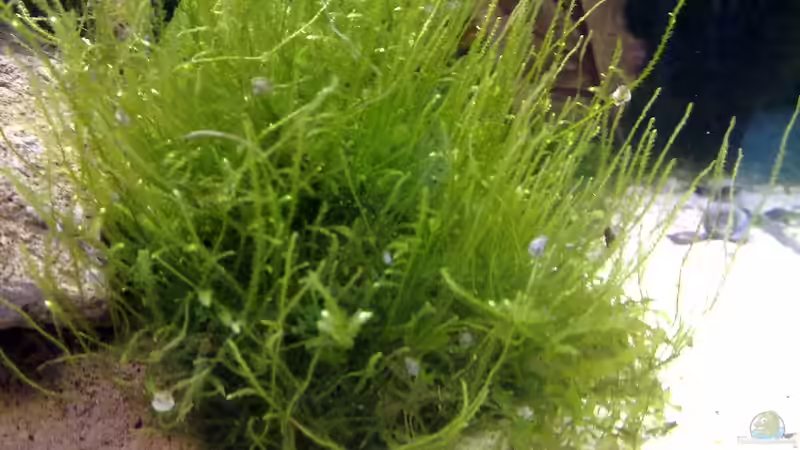 Aquarium Garnelentraum in 120 Litern von Poker (5)