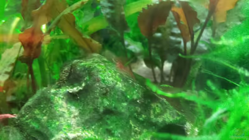 Aquarium Garni Becken von Aqua (2)