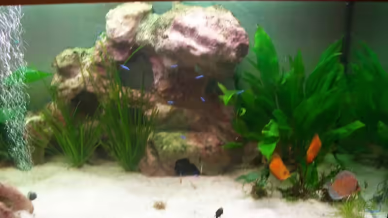 Aquarium Gauchel Becken von Christoph Lange (2)