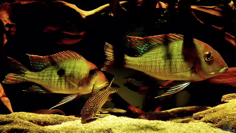 Aquarium Geophagus, was sonst? von Helmut Kreutmayer (15)