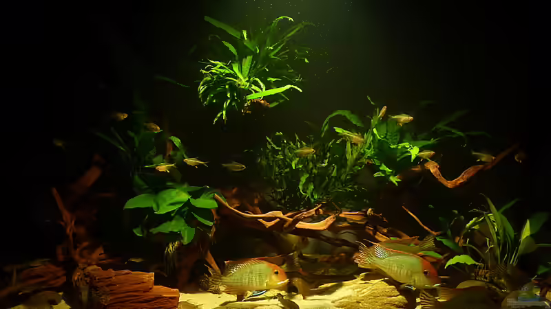 Aquarium Geophagus, was sonst? von Helmut Kreutmayer (17)