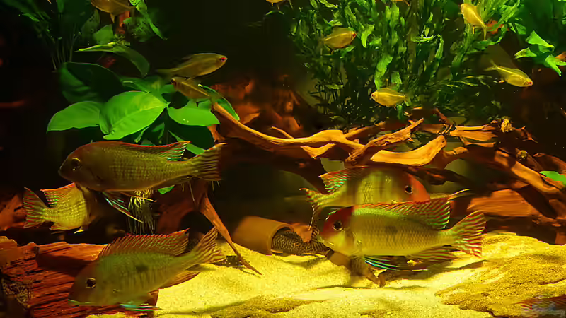 Aquarium Geophagus, was sonst? von Helmut Kreutmayer (18)