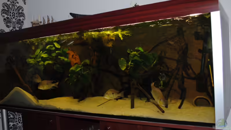 Aquarium Geophagus & Co von weyrobing (3)