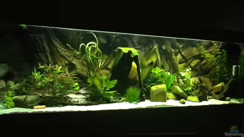 Aquarium Geophagus Proximus von Captain Gü (12)