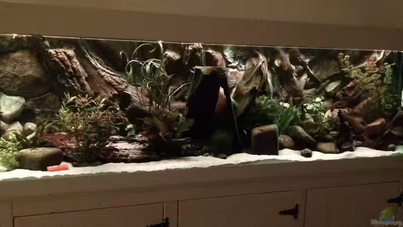 Aquarium Geophagus Proximus von Captain Gü (17)