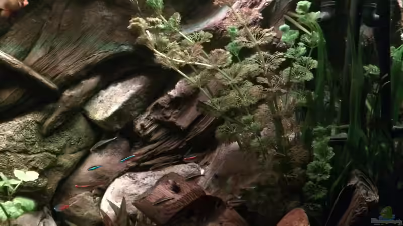 Aquarium Geophagus Proximus von Captain Gü (19)
