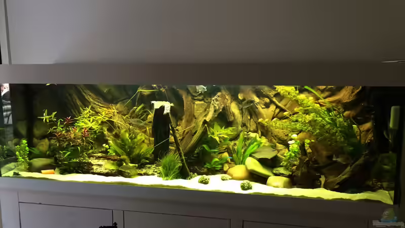 Aquarium Geophagus Proximus von Captain Gü (20)