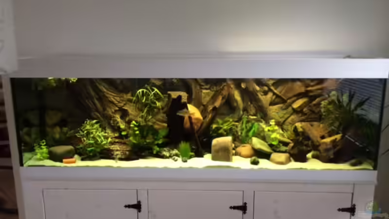 Aquarium Geophagus Proximus von Captain Gü (5)