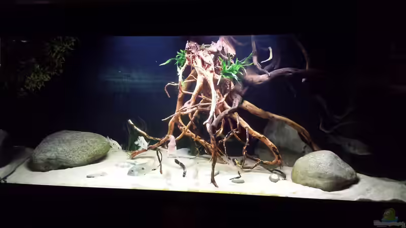 Aquarium Geophagus tapajos Biotop von Strohhut. (11)