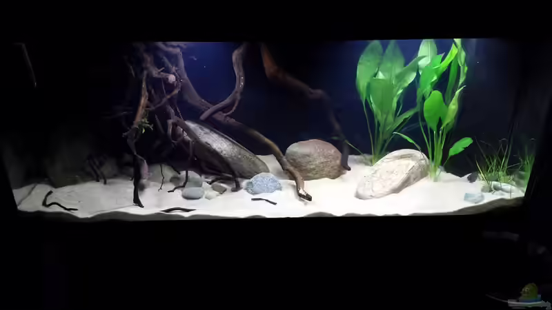 Aquarium Geophagus tapajos Biotop von Strohhut. (12)