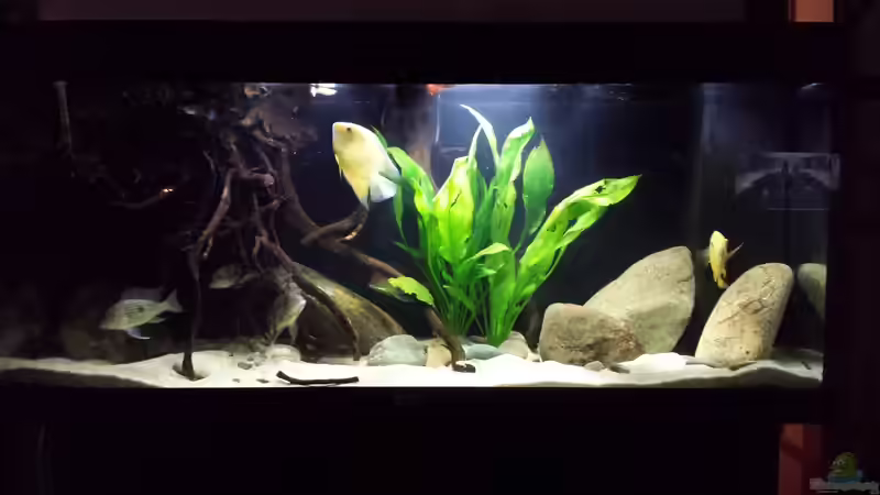 Aquarium Geophagus tapajos Biotop von Strohhut. (13)