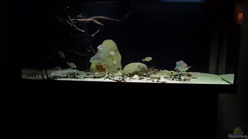 Aquarium Geophagus tapajos Biotop von Strohhut. (14)