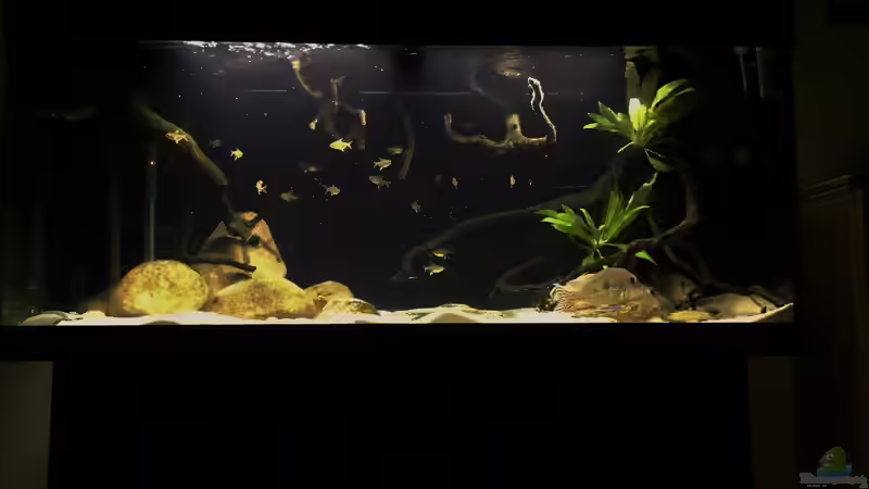 Aquarium Geophagus tapajos Biotop von Strohhut. (16)