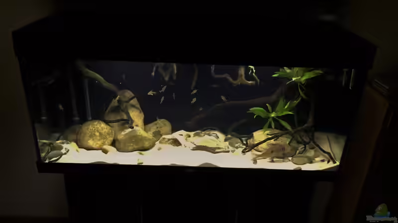 Aquarium Geophagus tapajos Biotop von Strohhut. (17)