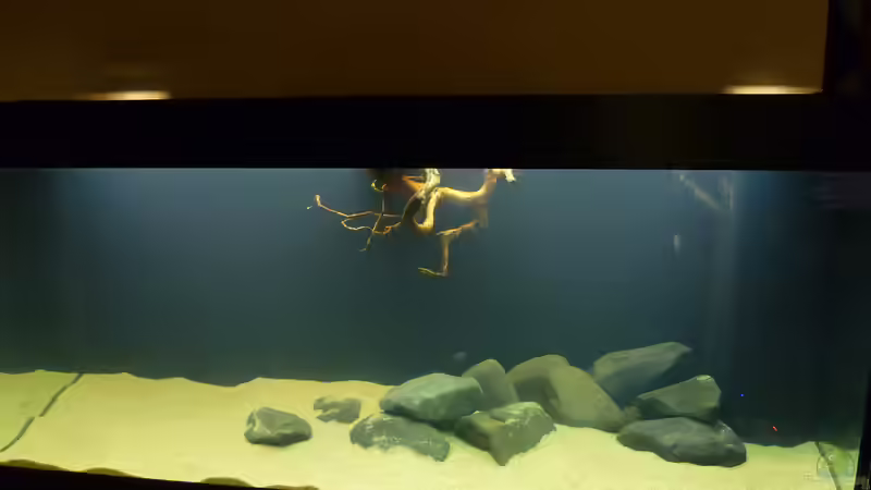 Aquarium Geophagus tapajos Biotop von Strohhut. (2)