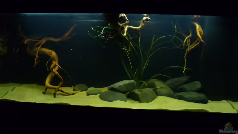 Aquarium Geophagus tapajos Biotop von Strohhut. (3)