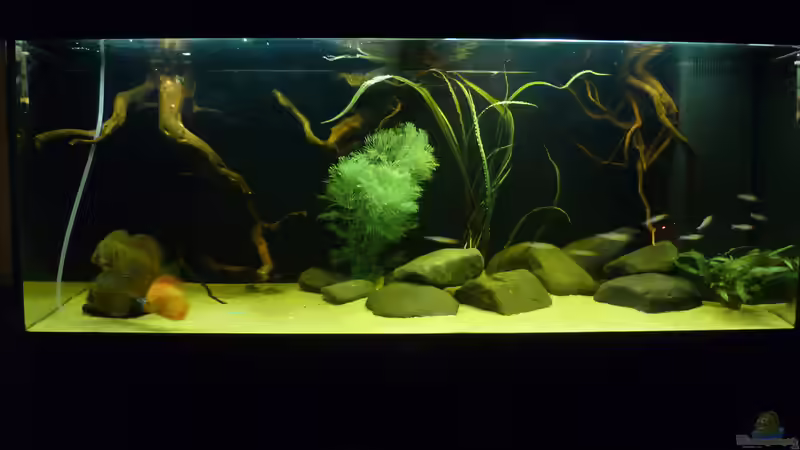 Aquarium Geophagus tapajos Biotop von Strohhut. (5)