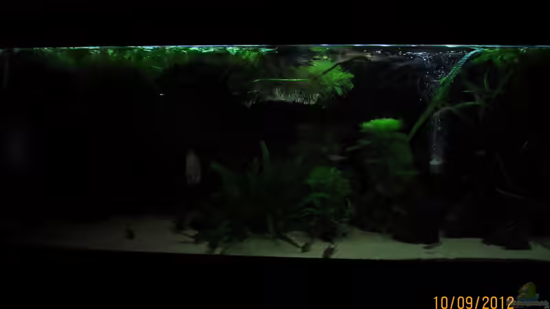 Aquarium Geophagus tapajos Biotop von Strohhut. (6)