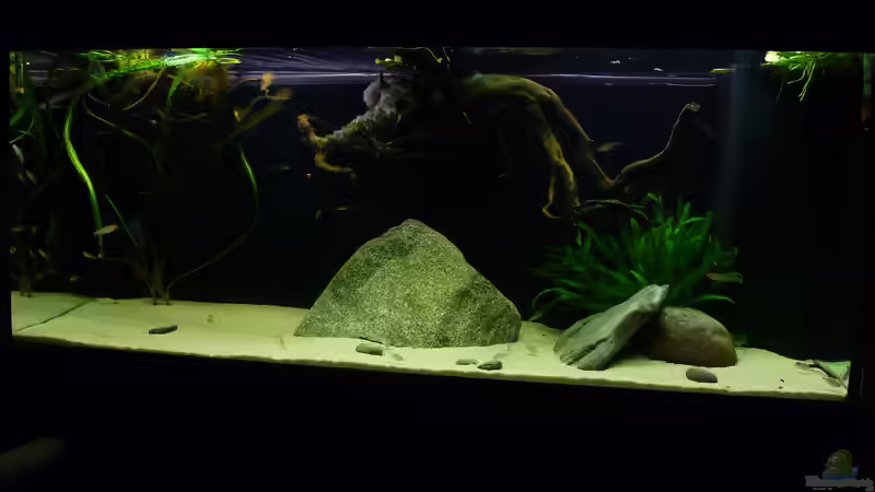 Aquarium Geophagus tapajos Biotop von Strohhut. (7)