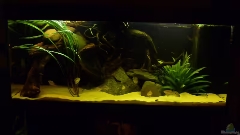 Aquarium Geophagus tapajos Biotop von Strohhut. (8)