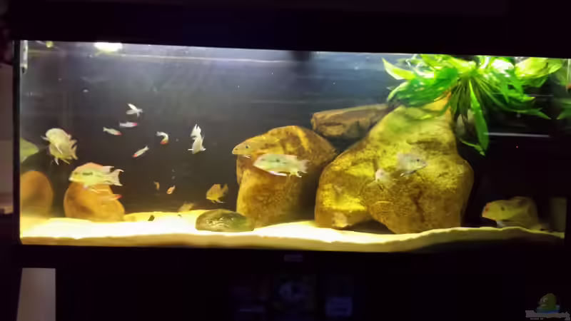 Aquarium Geophagus tapajos Biotop von Strohhut. (9)