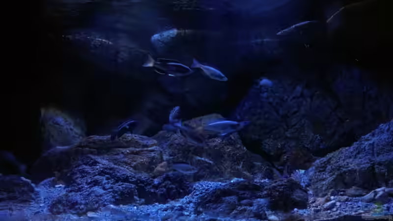 Aquarium Geröllfeld von namaycushfreak (2)