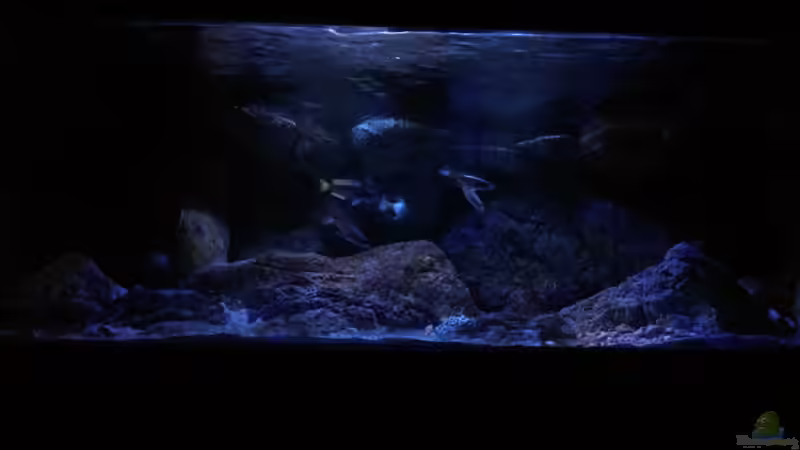Aquarium Geröllfeld von namaycushfreak (3)