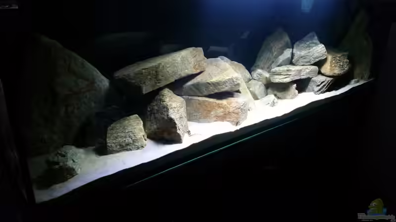 Aquarium Geröllzone Malawi See von MalawiMartin (3)