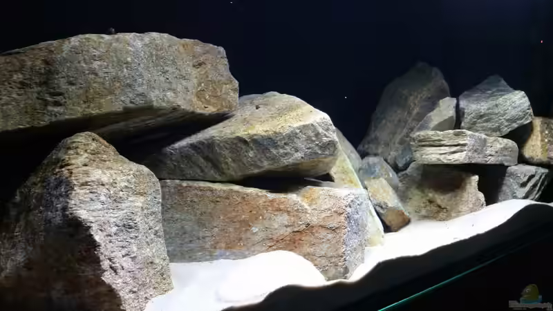 Aquarium Geröllzone Malawi See von MalawiMartin (5)