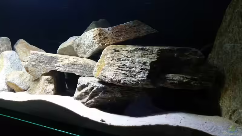Aquarium Geröllzone Malawi See von MalawiMartin (6)