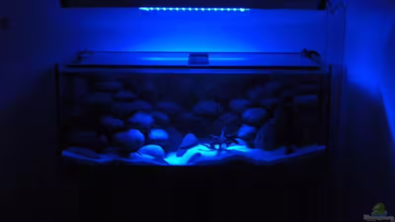 Aquarium Gesamtansicht am Abend von Malawi TOM (18)