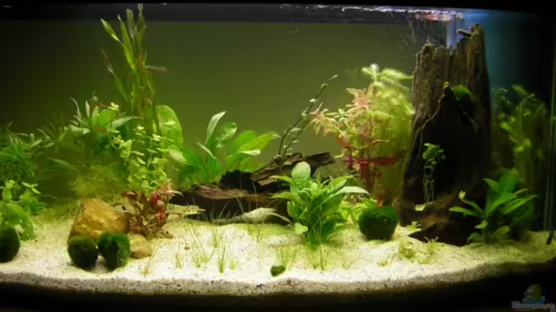 Aquarium Gesamtansicht am Tag der Einrichtung 21.01.2007 von Ronny Meyer (1)