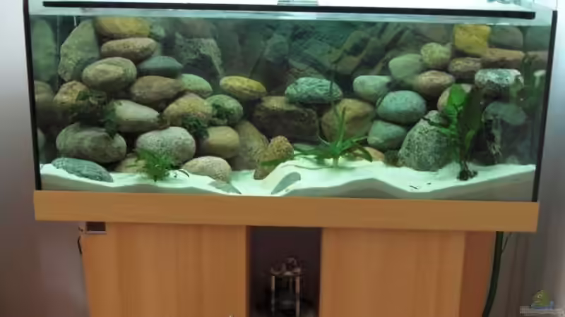 Aquarium Gesamtansicht von Malawi TOM (2)