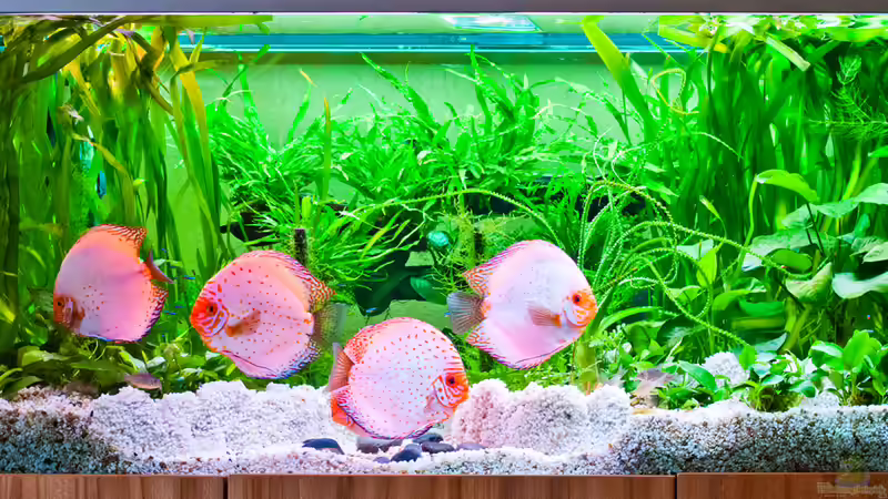 Aquarium Gesamtansicht von propeller (3)