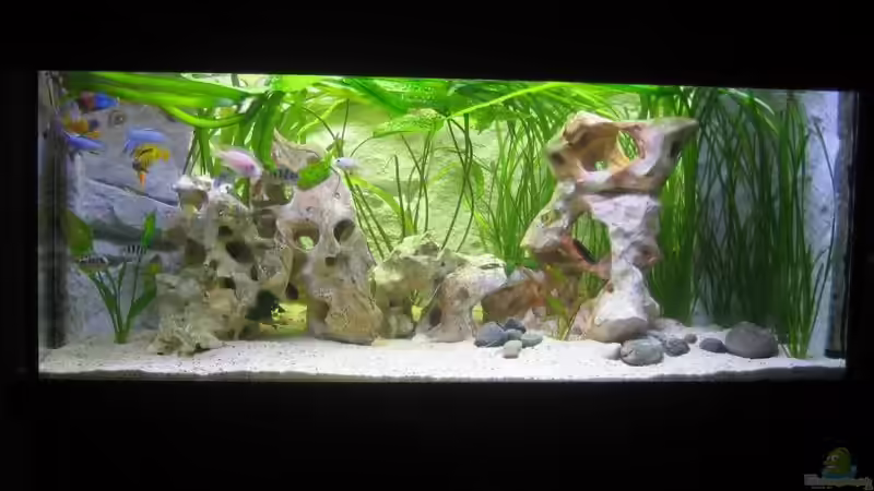 Aquarium Gesamtansicht von Tobinhio (1)