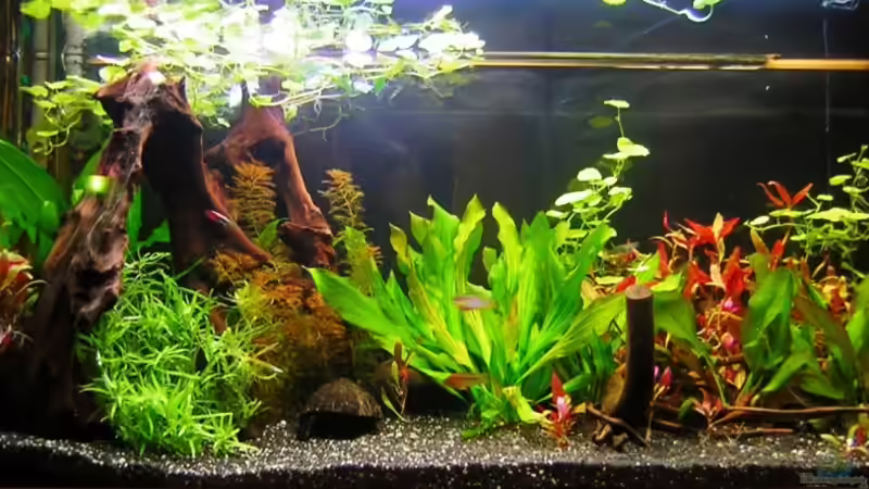 Aquarium Gesamtansicht