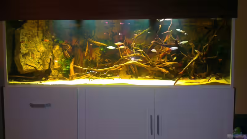 Aquarium Gesellschafftsbecken Südamerika(nur noch als Bsp.) von Biffty (2)